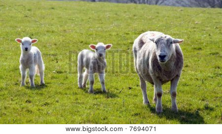Agneau sur l'herbe