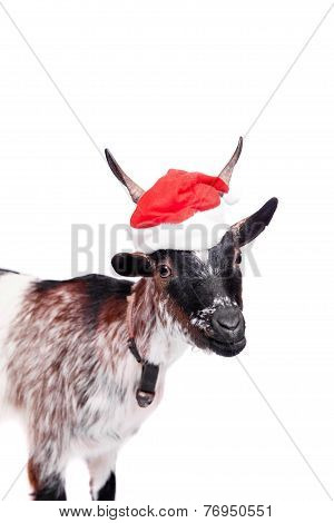 Portrait Of dwarf Goat in christmas hat On White