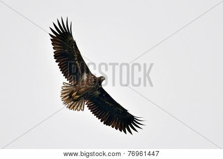 white tailed eagle (haliaeetus albicilla) flying