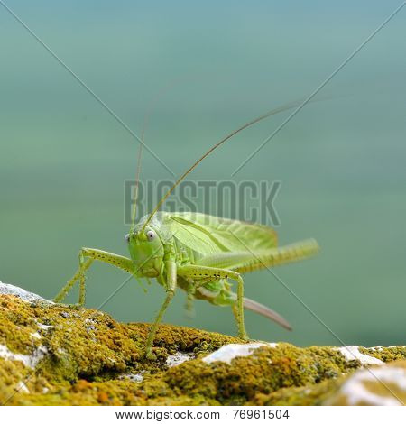 great green bush-cricket (tettigonia viridissima) 