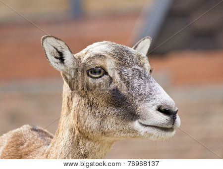 Moufflon (Ovis musimon)-female