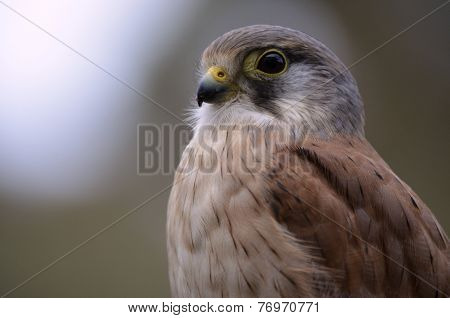 Nankeen Australian Kestrel