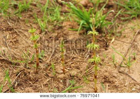 weed