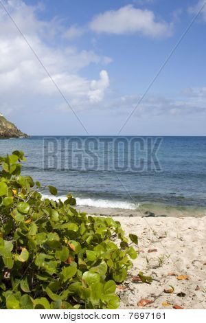 Praia de St. thomas com seagrape árvore