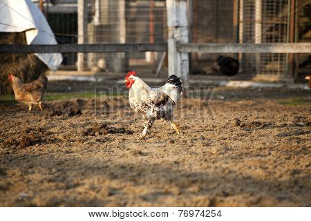 Cock rooster