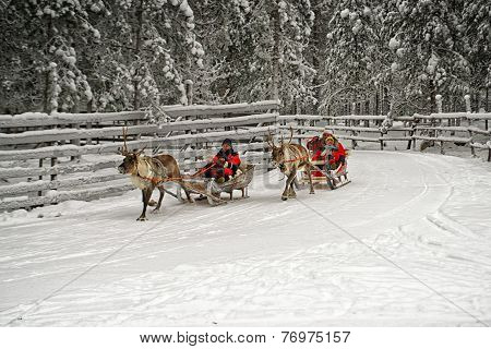 Racing On The Reindeer Sledges
