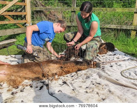 Alpaca Being Sheared On A Uk Alpaca Farm