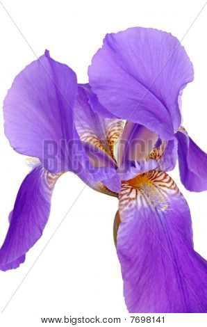 Violet Iris