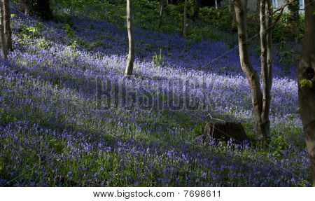 Bluebells ในบันกอร์