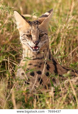 Serval แอฟริกา (leptailurus Serval)