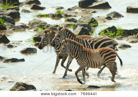 Drie Zebra's (Afrikaanse paardachtigen)