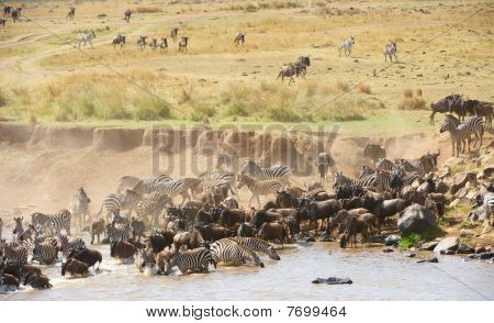 Kudde van Zebra's (Afrikaanse paardachtigen) en Blauwe gnoe (connochaetes Taurinus)