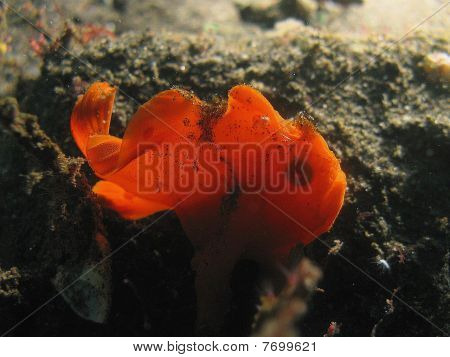 Frogfish