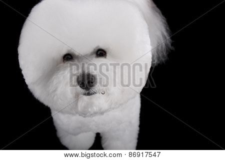 Bichon Frise