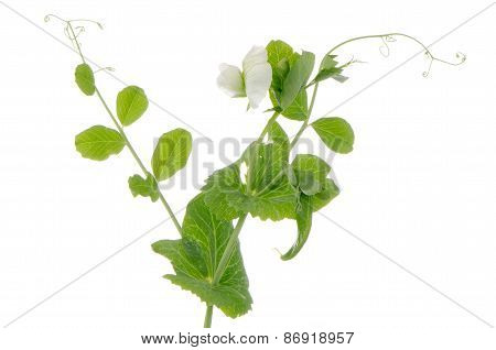 Branches And Flower Of Green Pea