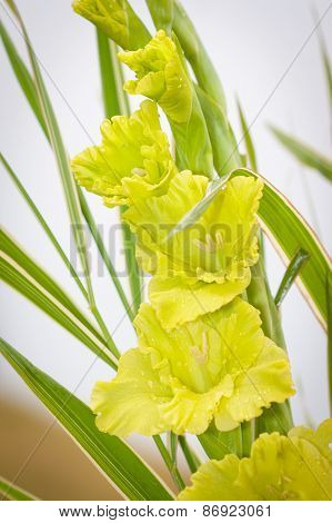 Gladioli Flowers On Green Meadow Background