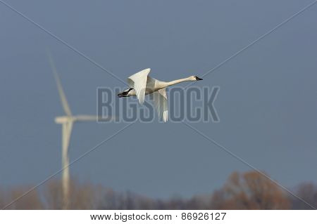Tundra Swan In Flight With A Wind Turbine In The Background