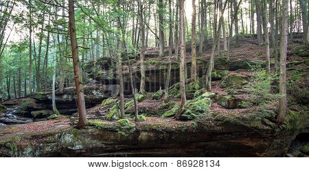The Disappearing Hemlock