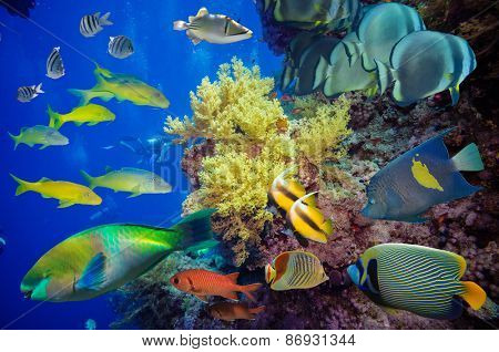 Tropical Fish and Coral Reef on Red Sea