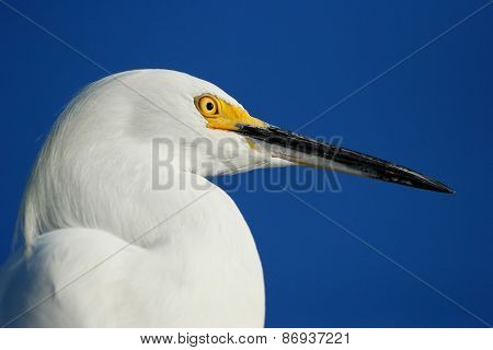 Portrait Of Snowy Egret