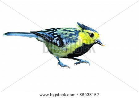 Yellow-cheeked Tit