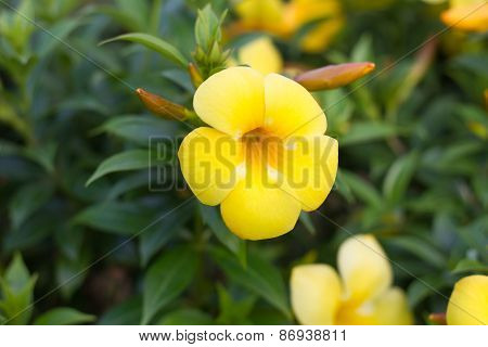Allamanda cathartica in the garden under sunlight