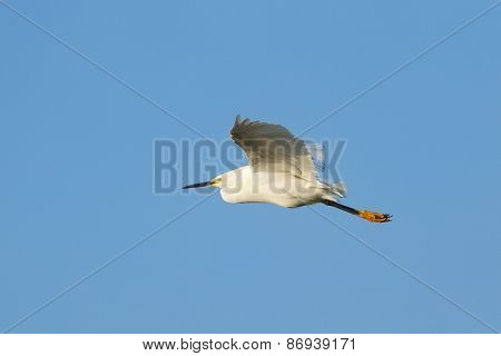 Snowy Egret In Flight