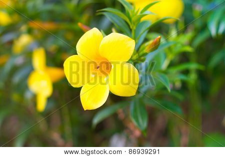 Allamanda cathartica in the garden under sunlight