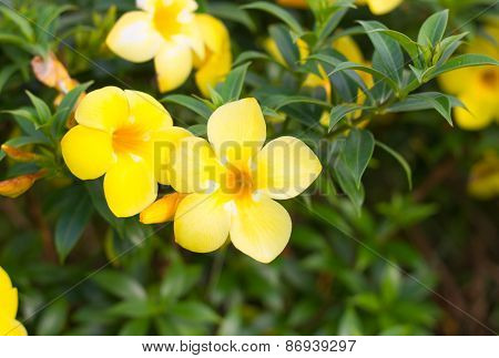 Allamanda cathartica in the garden under sunlight