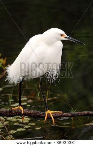 Snowy Egret