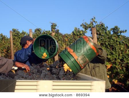 Muži dumpingu kbelíky hroznů