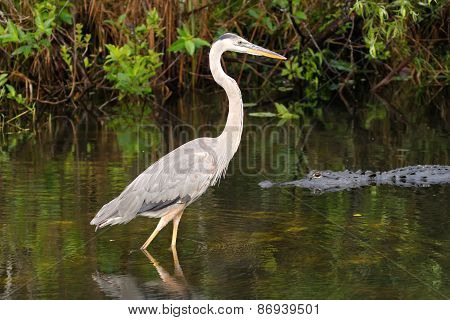 Great Blue Heron And Alligator