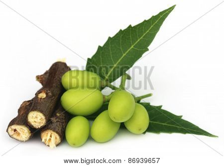 Medicinal Neem Fruits With Twigs