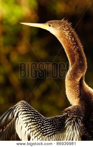 Portrait Of Female Anhinga