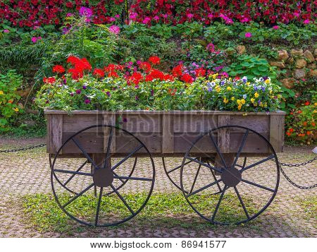 Colorful Of Petunia Flowers On Trolley Or Cart Wooden In Garden