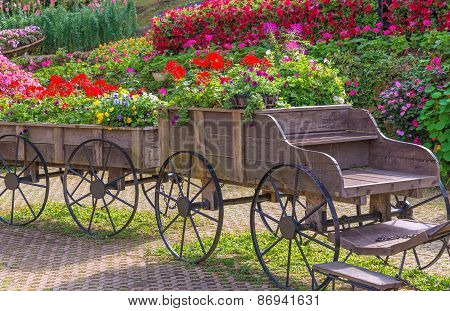 Colorful Of Petunia Flowers On Trolley Or Cart Wooden In Garden
