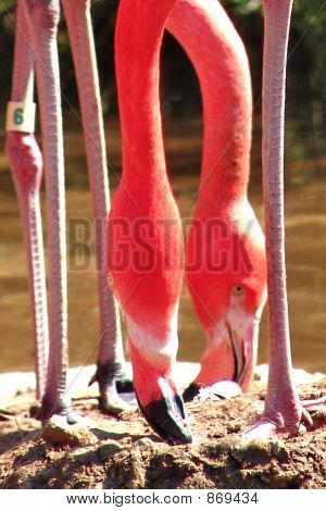 Deux flamants roses