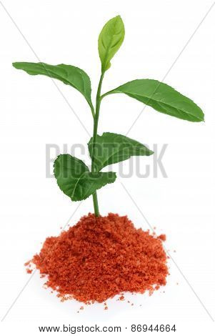 Plant In Muriate Of Potash Fertilizer