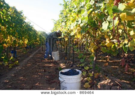 Muž sklizeň hroznů