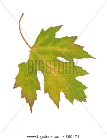 Maple Leaf 1 över vit