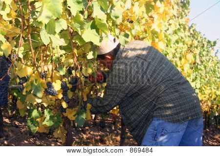 Muž sklizeň hroznů