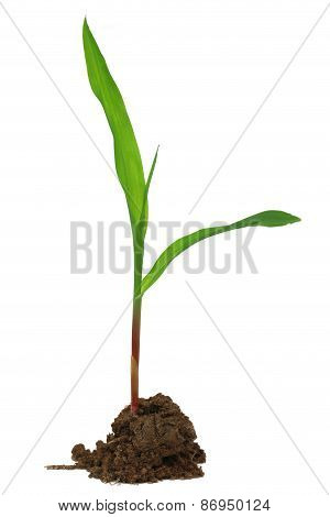 Corn Seedling
