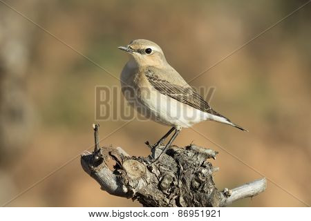 Northern Wheatear