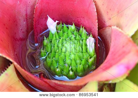 Pollen Of Bromeliad, Bromeliaceae Flower Inside Macro Shot