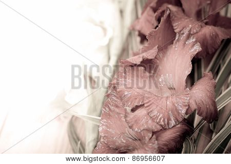 Gladioli Flowers Close Up With Copyspace Background