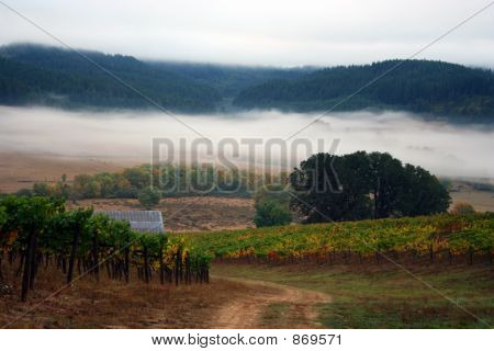 Mlha vinice na podzim