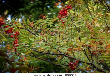 Dogberries