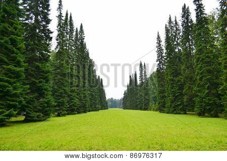 Park In Oranienbaum.