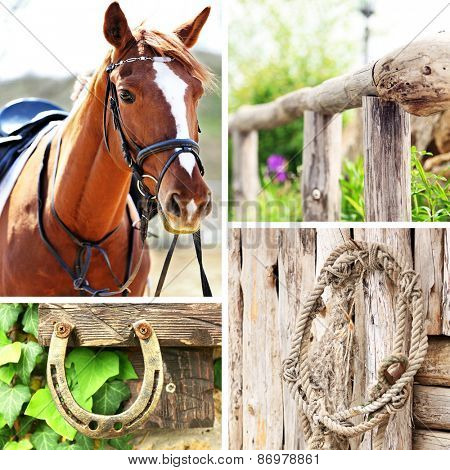 Hourse sport collage