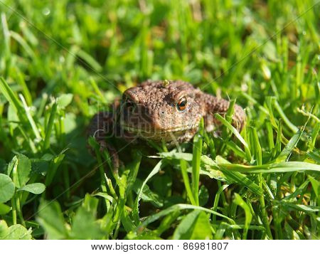 Frog - Toad In The Grass